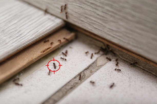 Best Termite Control Services  in West Haven, UT