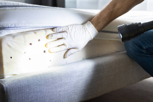 Wasp Removal Services in West Haven, UT
