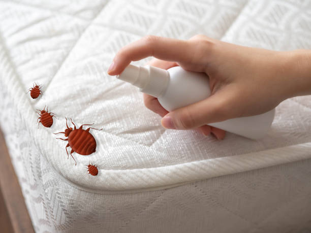 Reliable West Haven, UT Pest Control Solutions