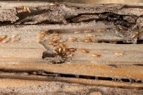Best Commercial Pest Control Services  in West Haven, UT